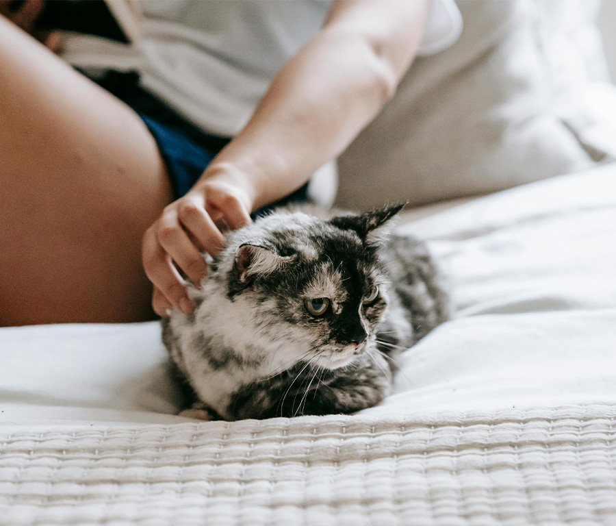 Pet